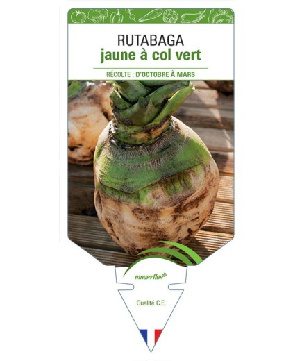 RUTABAGA JAUNE À COL VERT