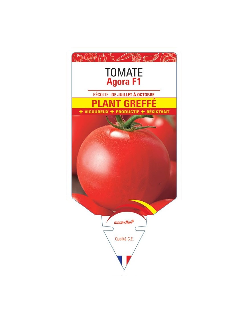 TOMATE AGORA F1 PLANT GREFFÉ