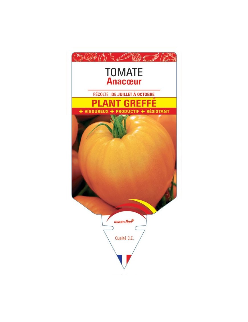 TOMATE ANACŒUR F1 PLANT GREFFÉ