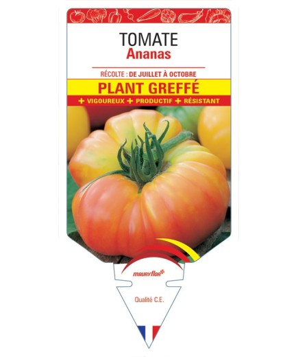 TOMATE ANANAS PLANT GREFFÉ