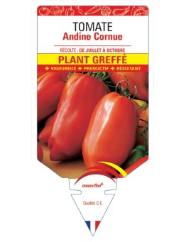 TOMATE ANDINE CORNUE PLANT GREFFÉ