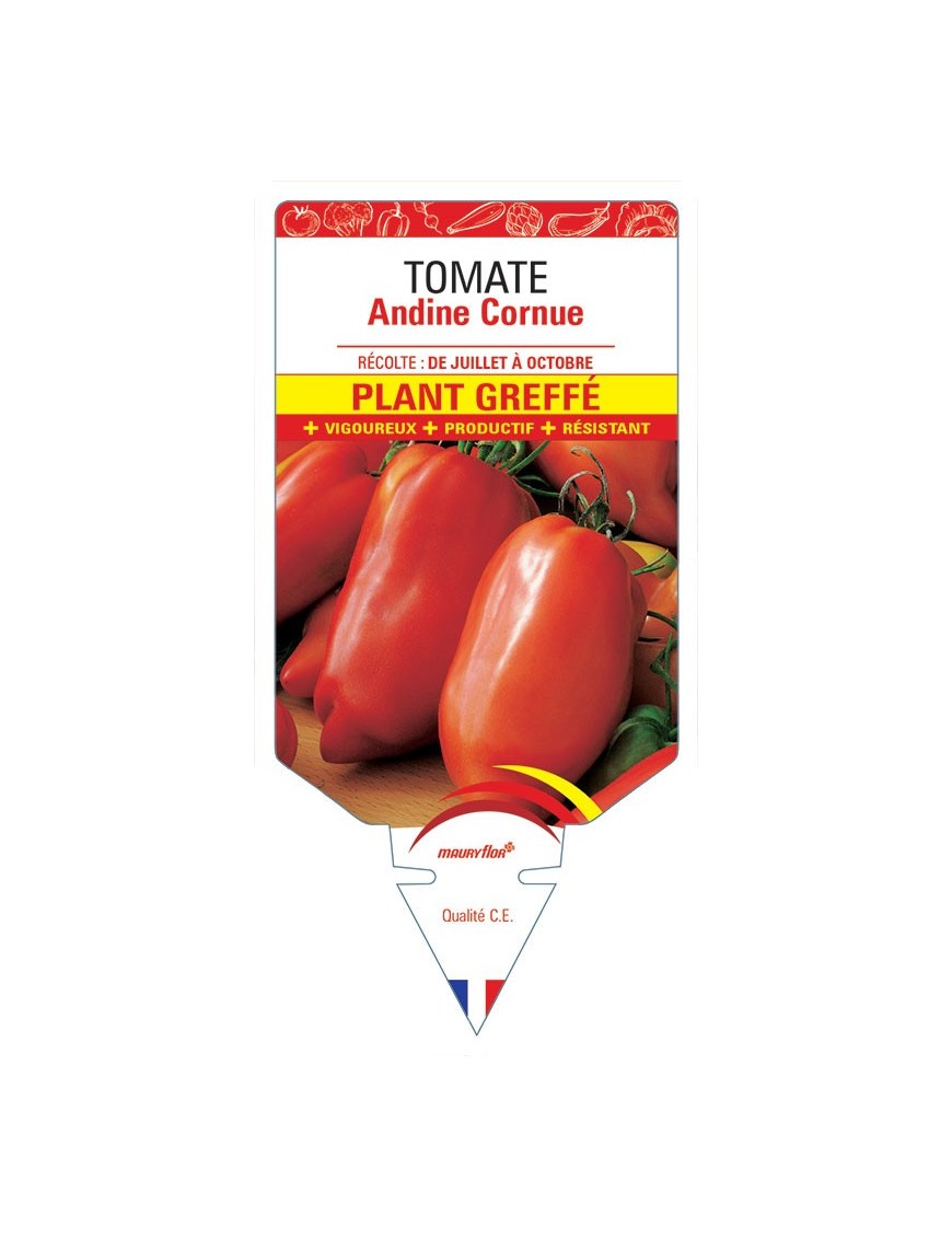 TOMATE ANDINE CORNUE PLANT GREFFÉ