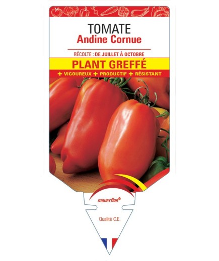 TOMATE ANDINE CORNUE PLANT GREFFÉ