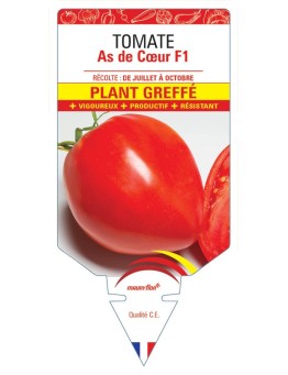 TOMATE AS DE CŒUR F1 PLANT GREFFÉ