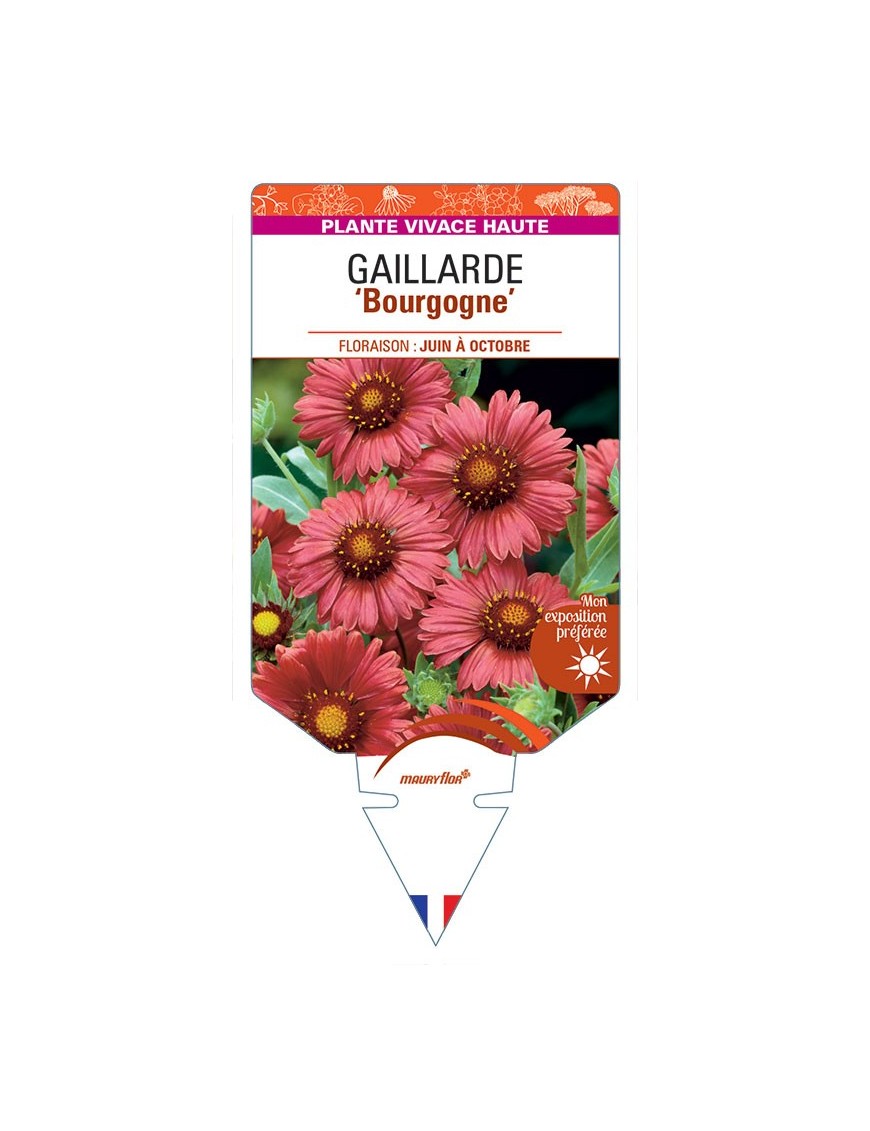 GAILLARDIA 'Bourgogne' (rouge) *