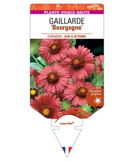 GAILLARDIA 'Bourgogne' (rouge) *
