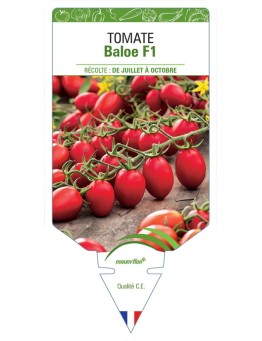 TOMATE BALOE F1