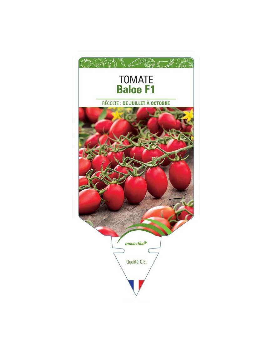 TOMATE BALOE F1