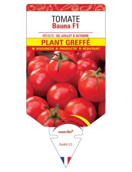 TOMATE BAUNA F1 PLANT GREFFÉ