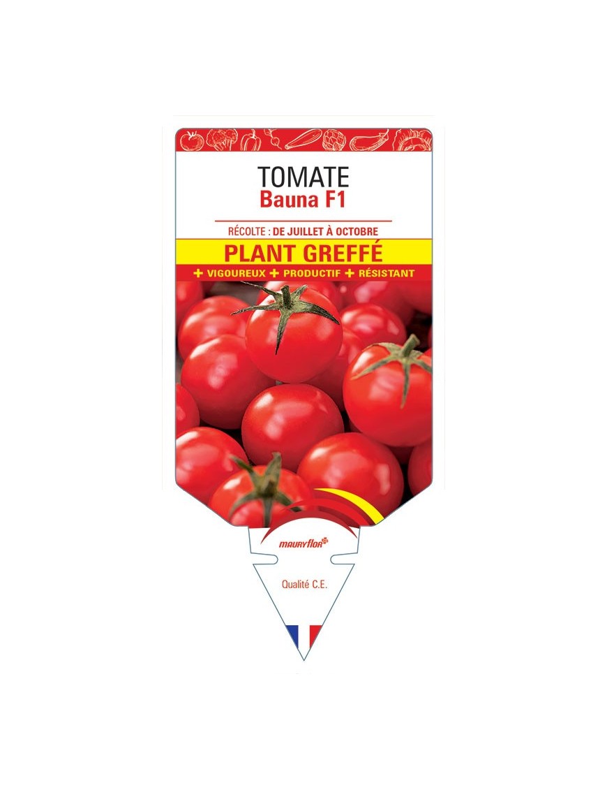 TOMATE BAUNA F1 PLANT GREFFÉ