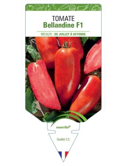 TOMATE BELLANDINE F1