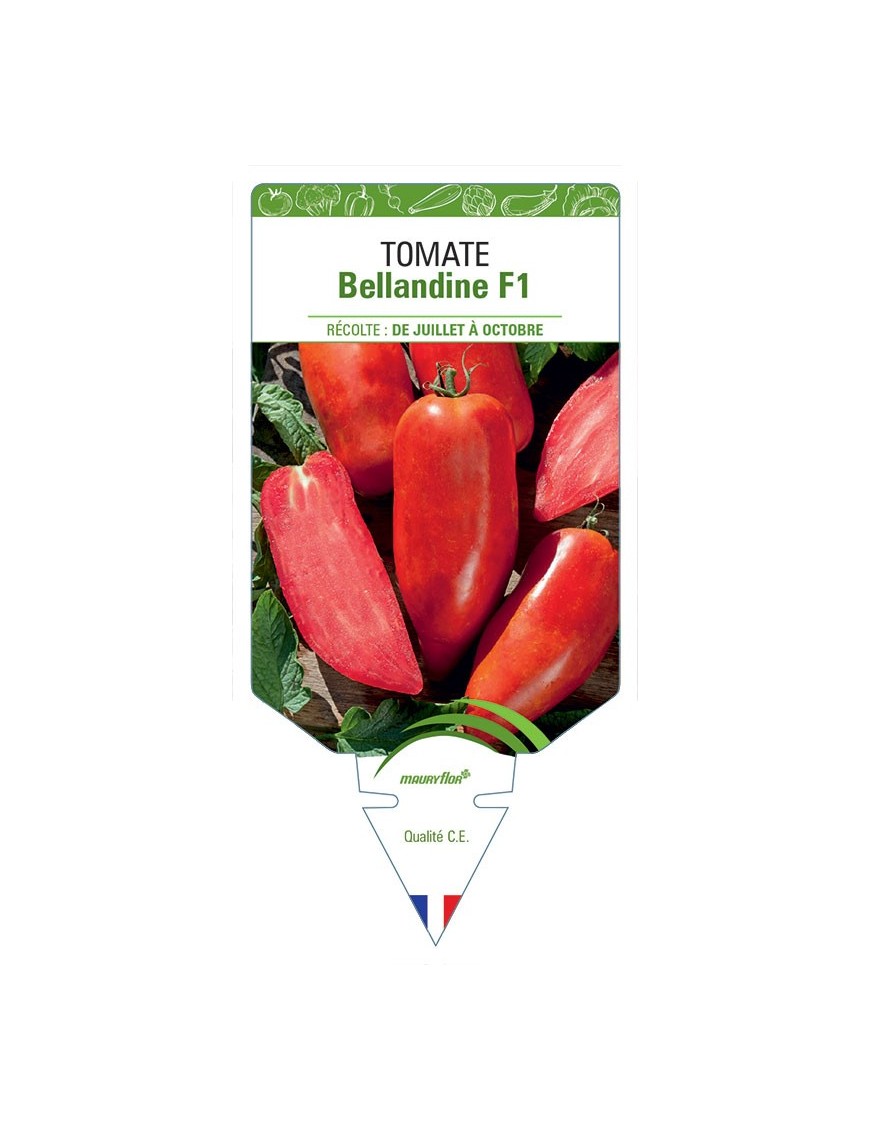 TOMATE BELLANDINE F1