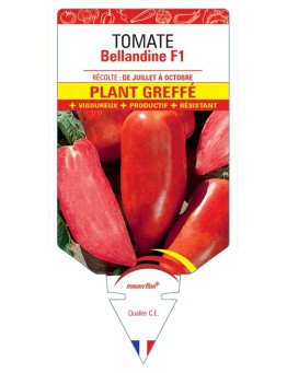 TOMATE BELLANDINE F1 PLANT GREFFÉ