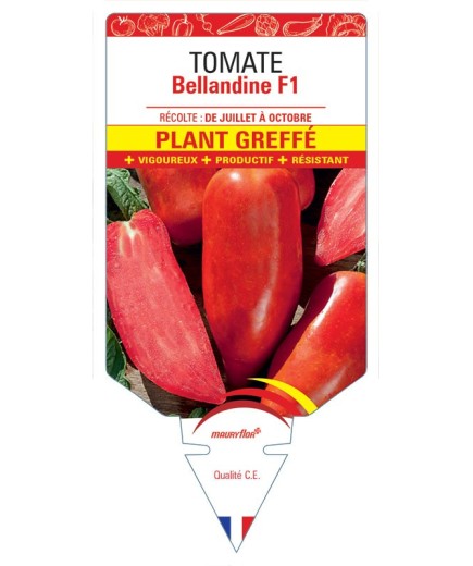 TOMATE BELLANDINE F1 PLANT GREFFÉ