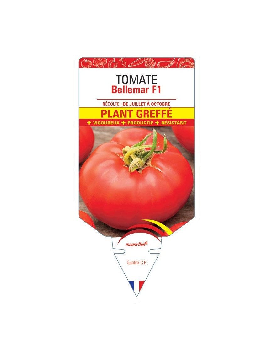 TOMATE BELLEMAR F1 PLANT GREFFÉ