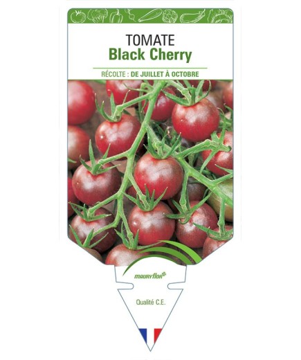 TOMATE BLACK CHERRY