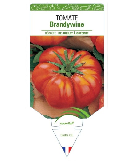 TOMATE BRANDYWINE