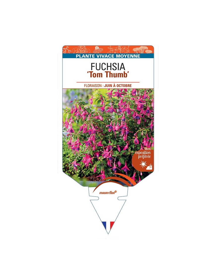 FUCHSIA ‘Tom Thumb’ *
