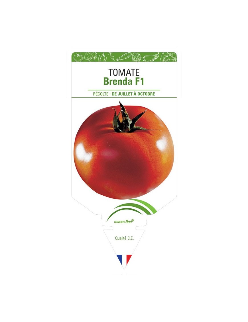 TOMATE BRENDA F1