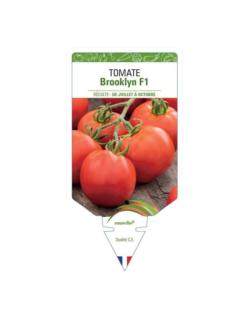TOMATE BROOKLYN F1