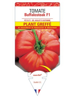 TOMATE BUFFALOSTEAK F1 PLANT GREFFÉ
