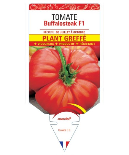 TOMATE BUFFALOSTEAK F1 PLANT GREFFÉ