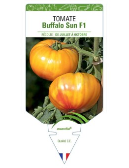 TOMATE BUFFALO SUN F1