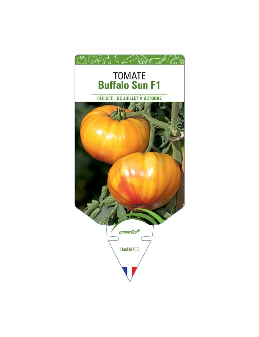 TOMATE BUFFALO SUN F1