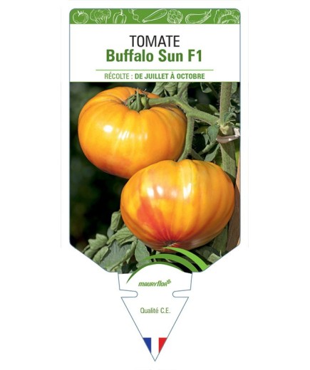 TOMATE BUFFALO SUN F1