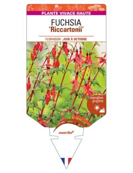 FUCHSIA 'Riccartonii' *