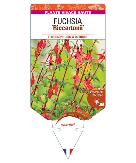 FUCHSIA 'Riccartonii' *