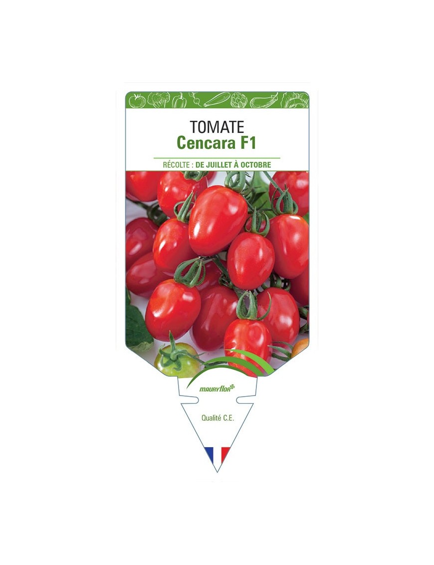 TOMATE CENCARA F1