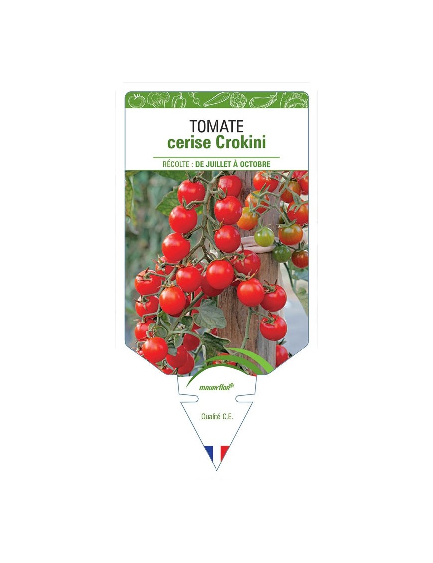 TOMATE CERISE CROKINI