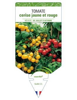 TOMATE CERISE JAUNE ET ROUGE