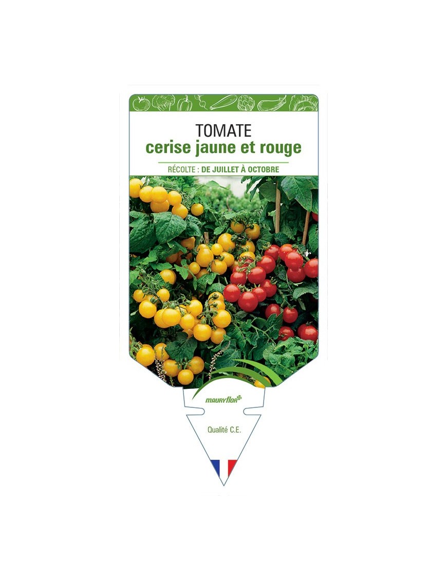 TOMATE CERISE JAUNE ET ROUGE