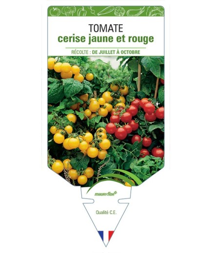 TOMATE CERISE JAUNE ET ROUGE