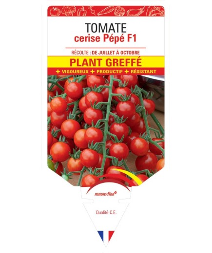 TOMATE CERISE PÉPÉ F1 PLANT GREFFÉ