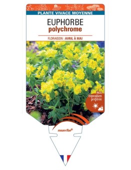 EUPHORBE POLYCHROMA (jaune) *