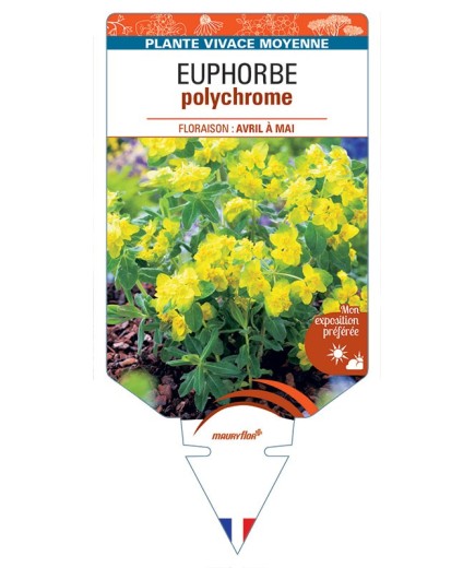 EUPHORBE POLYCHROMA (jaune) *