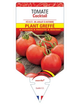 TOMATE COCKTAIL F1 PLANT GREFFÉ
