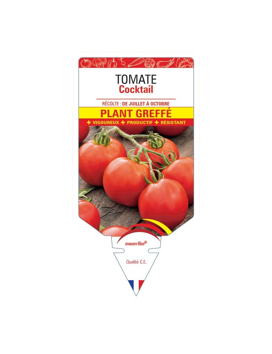 TOMATE COCKTAIL F1 PLANT GREFFÉ
