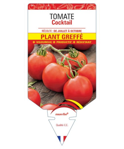 TOMATE COCKTAIL F1 PLANT GREFFÉ