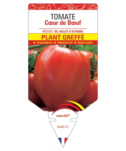 TOMATE CŒUR DE BŒUF PLANT GREFFÉ