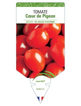 TOMATE CŒUR DE PIGEON
