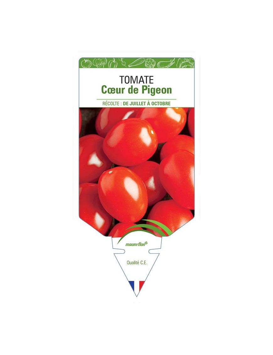 TOMATE CŒUR DE PIGEON