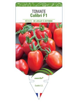 TOMATE COLIBRI F1