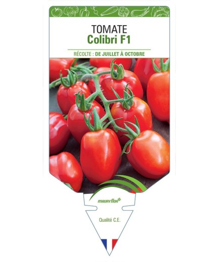 TOMATE COLIBRI F1