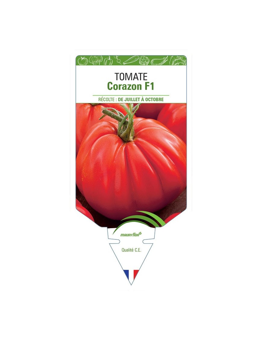 TOMATE CORAZON F1