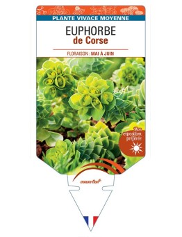 EUPHORBE MYRSINITES (jaune) voir EUPHORBE de Corse *