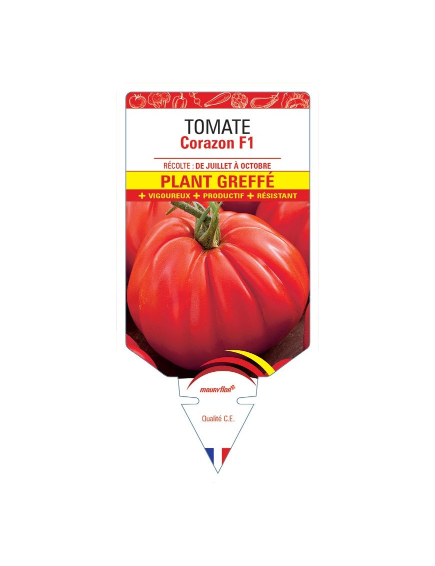 TOMATE CORAZON F1 PLANT GREFFÉ